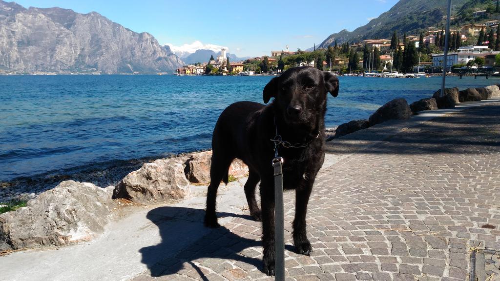 Casa Bianca Hotel Malcesine Kültér fotó